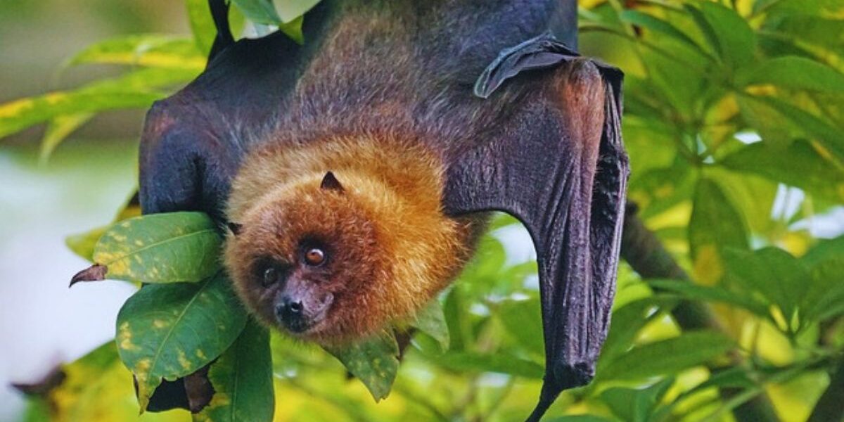 Keep Bats Away Without Harming Them-a-dog-face-bat