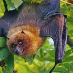 Keep Bats Away Without Harming Them-a-dog-face-bat