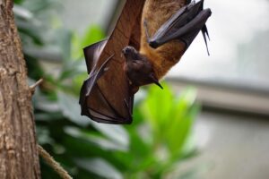 Keep Bats Away Without Harming Them-a-dog-face-bat-sleeping Keep Bats Away Without Harming Them-a-dog-face-bat-sleeping