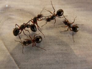 Why Ants Are Attracted To Electronics-ants-insect-pests