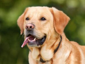 Best Flea Collars For Large Dogs-labrador-dog-