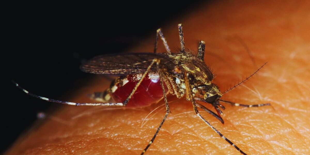 Do Mosquitoes Prefer A Certain Blood Type-mosquito-insect-pest