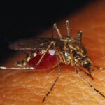 Do Mosquitoes Prefer A Certain Blood Type-mosquito-insect-pest