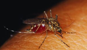 Fast & Effective Pest Control Solutions for Home and Garden-mosquito-insect-pests