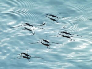 Best Mosquito Control Options After Flooding-mosquitoes-in-water Best Mosquito Control Options After Flooding-mosquitoes-in-water