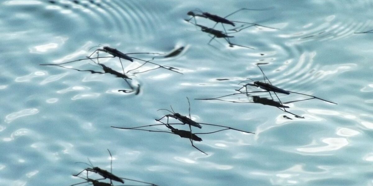 Best Mosquito Control Options After Flooding-mosquito-insect-pest