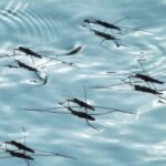 Best Mosquito Control Options After Flooding-mosquito-insect-pest