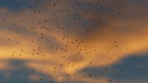 Best Mosquito Control Options After Flooding-swarms-of-mosquitoes Best Mosquito Control Options After Flooding-swarms-of-mosquitoes