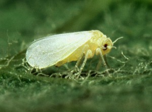 How To Identify Common Garden Pests-a-whitefly-insect-pest