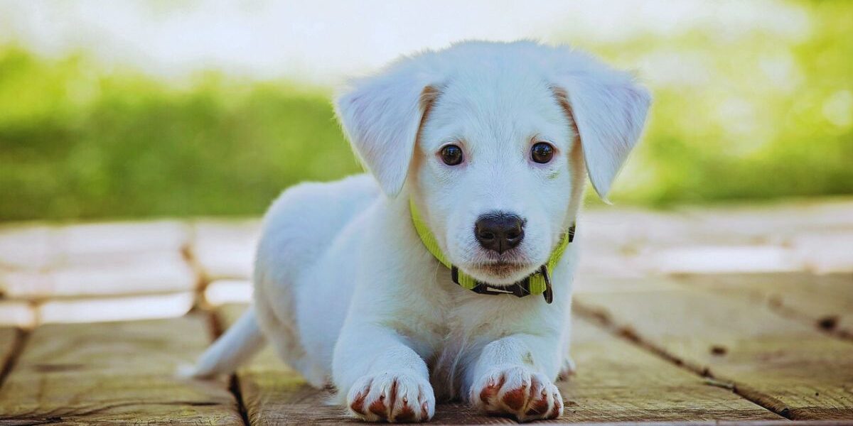Best Natural Flea Collar For Small Dogs-a-cute-puppy