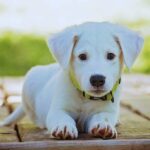 Best Natural Flea Collar For Small Dogs-a-cute-puppy