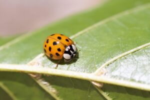 DIY Bug Hotel For Pollinators-a-lady-bug-beneficial insect DIY Bug Hotel For Pollinators-a-lady-bug-beneficial insect