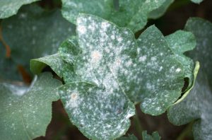 How To Fix Squash Plants With Powdery Mildew-powdery-mildew-on-plant-leaves