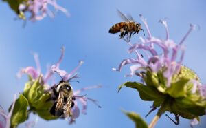 DIY Bug Hotel For Pollinators-bees-beneficial-insects DIY Bug Hotel For Pollinators-bees-beneficial-insects