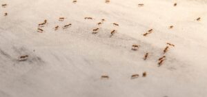 How To Get Rid Of Ants In The Kitchen Naturally-ants-insect-pest