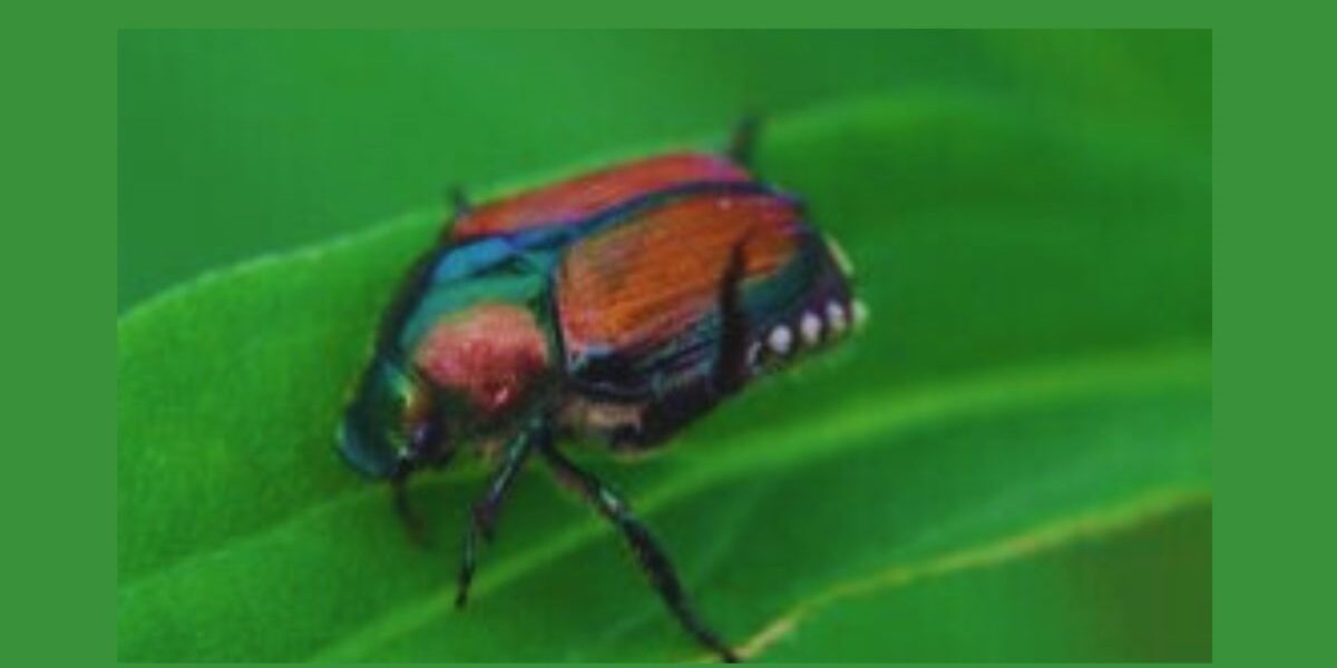 Plants Japanese Beetles Hate-garden-insect-pest