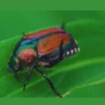 Plants Japanese Beetles Hate-garden-insect-pest