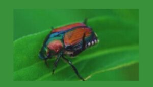 How To Identify Common Garden Pests-a-japanese-insect-pest