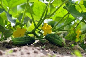 How To Save Squash Plants From Cucumber Beetles-a-cucumber-plants