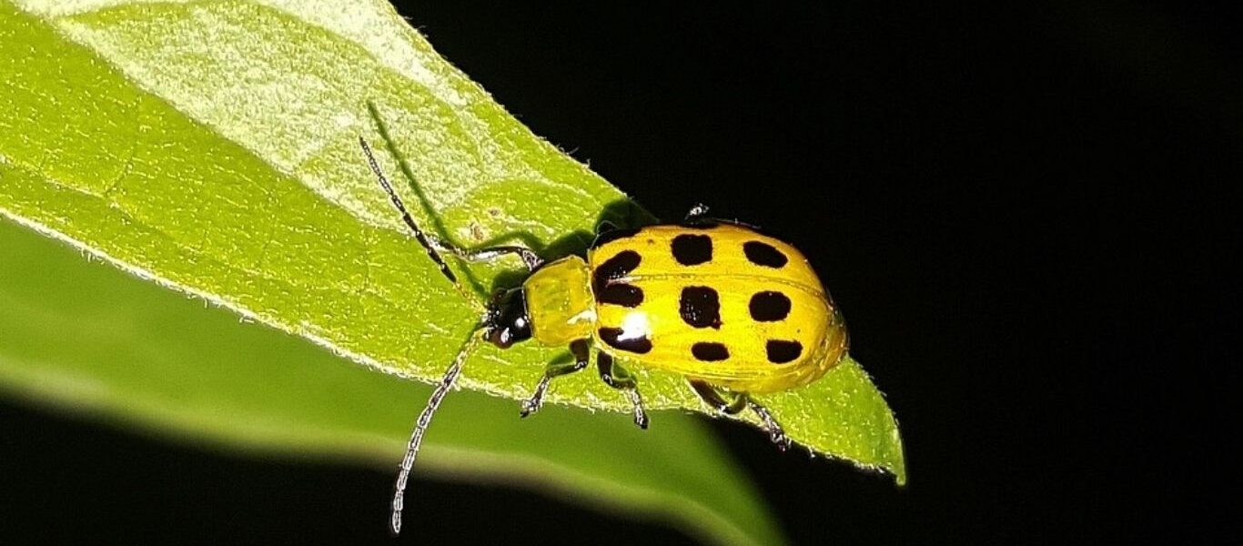 How To Save Squash Plants From Cucumber Beetles-a-cucumber-beetle