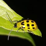 How To Save Squash Plants From Cucumber Beetles-a-cucumber-beetle