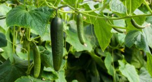 How To Save Squash Plants From Cucumber Beetles-cucumbers-edible-plant