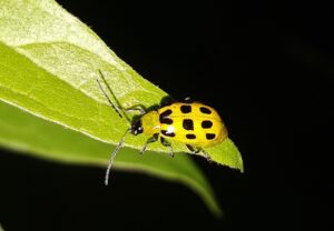How To Save Squash Plants From Cucumber Beetles-cucumber-beetle-insect-pest