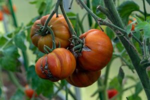 How To Get Rid Of Tomato Hornworms-unhealthy-tomatoes How To Get Rid Of Tomato Hornworms-unhealthy-tomatoes