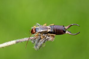 DIY Bug Hotel For Pollinators-earwig-insect DIY Bug Hotel For Pollinators-earwig-insect