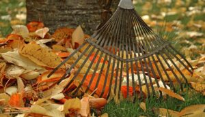How To Keep Mice Out This Fall-keep-a-clean-yard