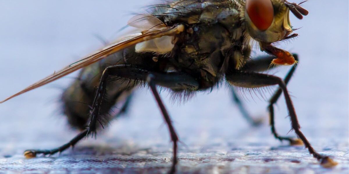 Home Remedies For Indoor Fly Infestations-a-fly-insect-pest