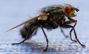 Home Remedies For Indoor Fly Infestations-fly-insect-pest Home Remedies For Indoor Fly Infestations-fly-insect-pest