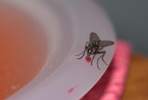 Home Remedies For Indoor Fly Infestations-a-fly-insect-pest Home Remedies For Indoor Fly Infestations-a-fly-insect-pest