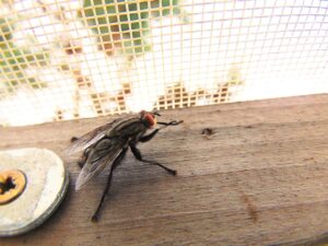 Home Remedies For Indoor Fly Infestations-a-fly-insect-pest Home Remedies For Indoor Fly Infestations-a-fly-insect-pest