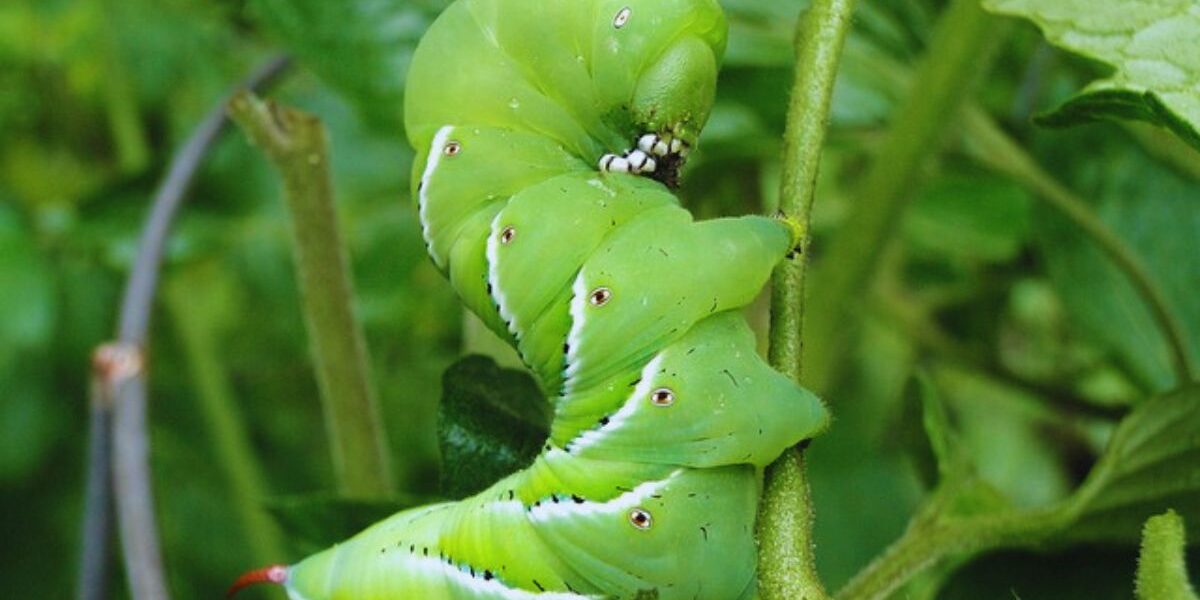Tomato Hornworm Natural Predators-a-tomato-hornworm