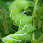 Tomato Hornworm Natural Predators-a-tomato-hornworm