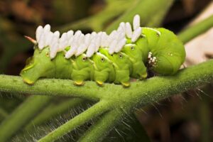 How To Get Rid Of Tomato Hornworms-a-tomato-horn-worm-insect-pest How To Get Rid Of Tomato Hornworms-a-tomato-horn-worm-insect-pest