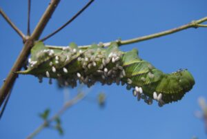 How To Get Rid Of Tomato Hornworms-hornworm-insect-pest How To Get Rid Of Tomato Hornworms-hornworm-insect-pest