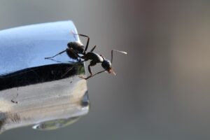 How To Get Rid Of Ants In The Kitchen Naturally-ants-insect-pest