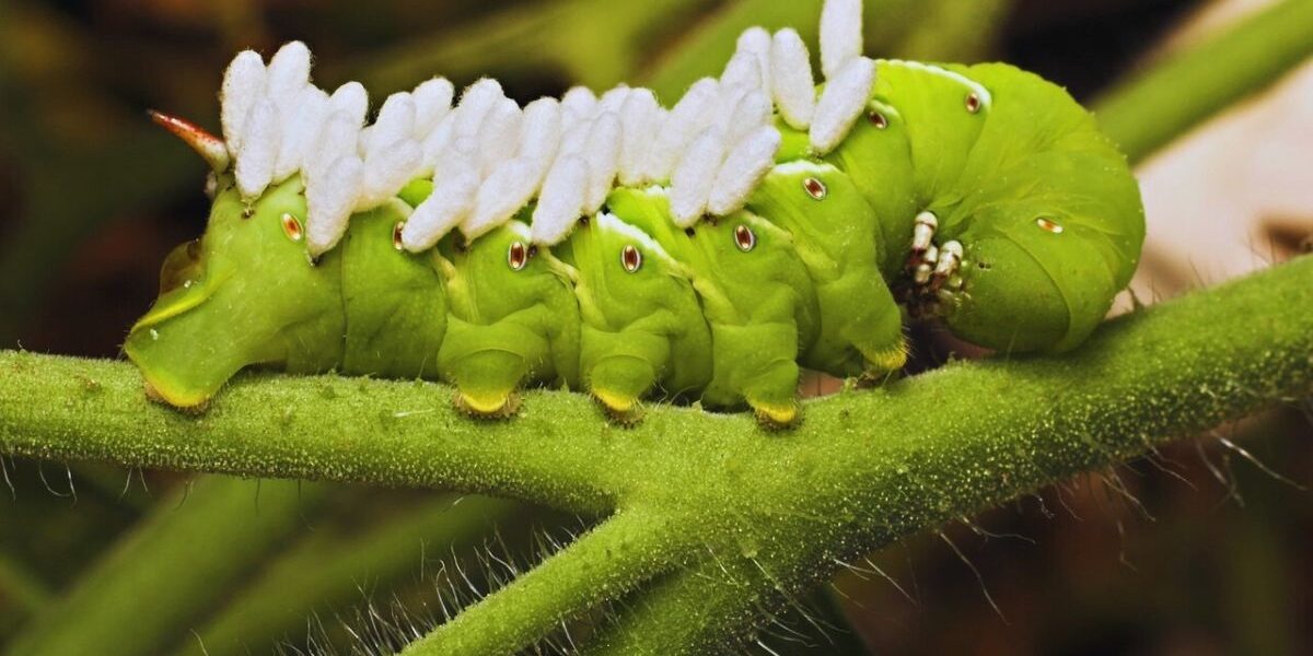 How To Get Rid Of Tomato Hornworms-tomato-hornworm-insect-pest