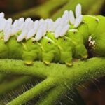 How To Get Rid Of Tomato Hornworms-tomato-hornworm-insect-pest