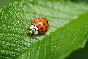 Tomato Hornworm Natural Predators-lady-beetle-beneficial-insect Tomato Hornworm Natural Predators-lady-beetle-beneficial-insect