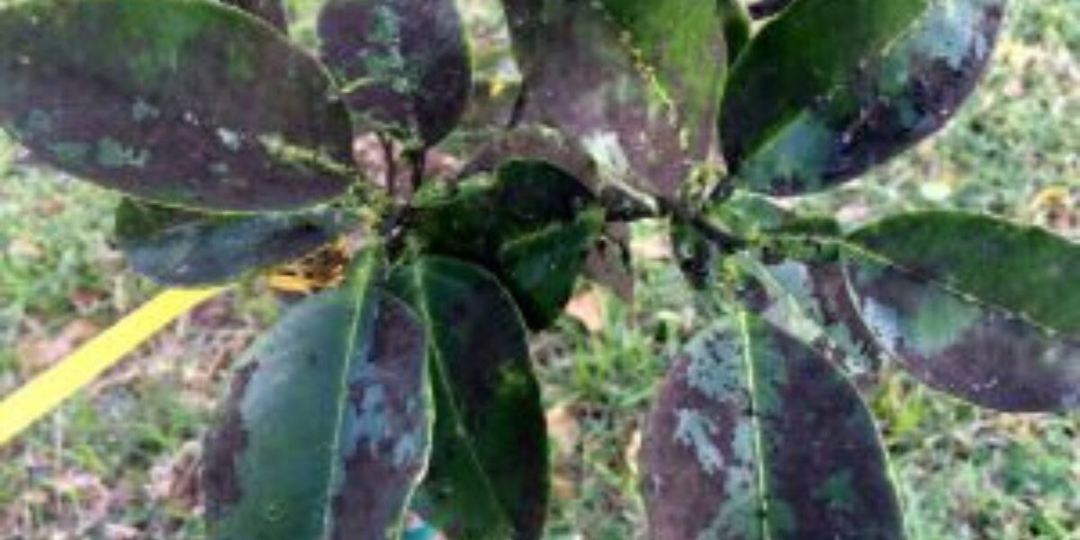 Spotted Lanternfly Honeydew Mold-sooty-mold-on-garden-plant