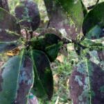 Spotted Lanternfly Honeydew Mold-sooty-mold-on-garden-plant