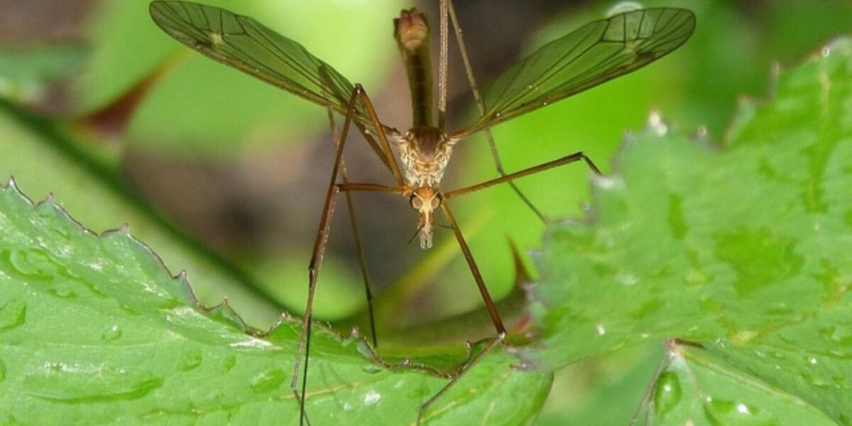 Eco-Friendly Mosquito Control For Yards-mosquito-insect-pest