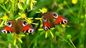 DIY Bug Hotel For Pollinators-butterflies-pollinators and beneficial insects DIY Bug Hotel For Pollinators-butterflies-pollinators and beneficial insects