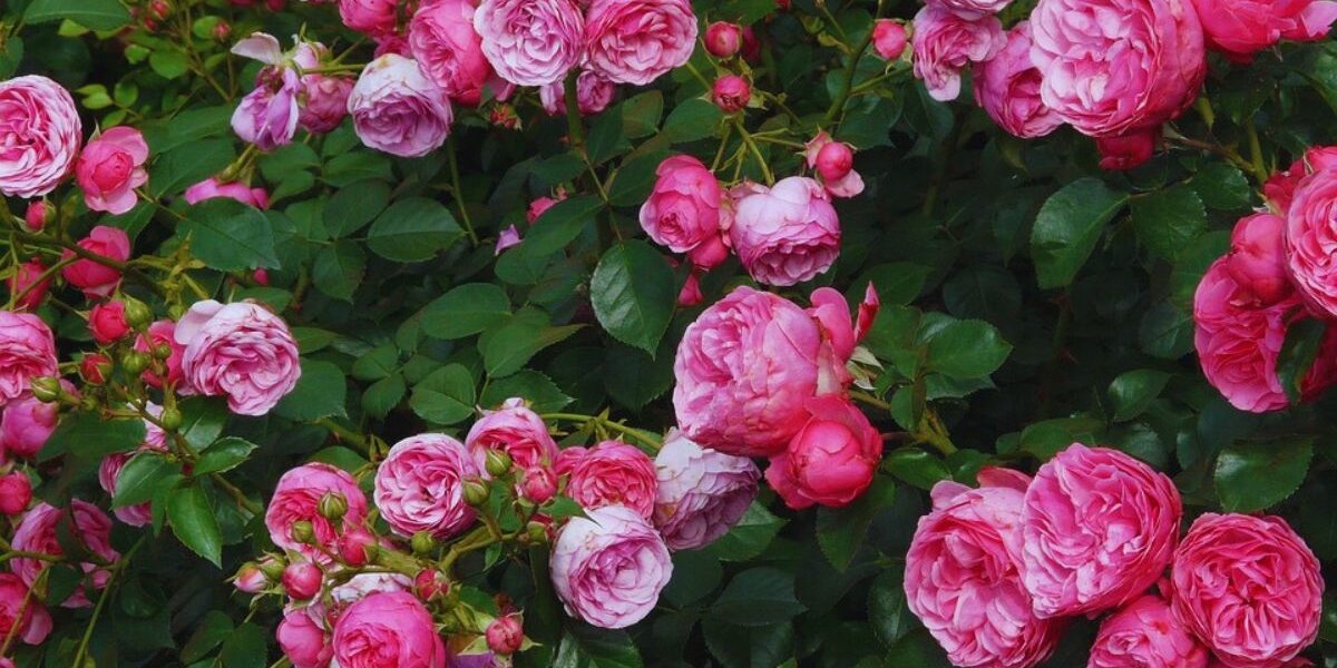DIY Solutions For Aphid Infestations On Roses-pink-roses-flowering-plants