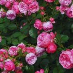 DIY Solutions For Aphid Infestations On Roses-pink-roses-flowering-plants