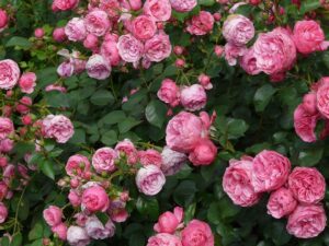 DIY Solutions For Aphid Infestations On Roses-beautiful-pink-roses
