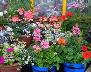 Plants Japanese Beetles Hate-potted-flowering-plants Plants Japanese Beetles Hate-potted-flowering-plants